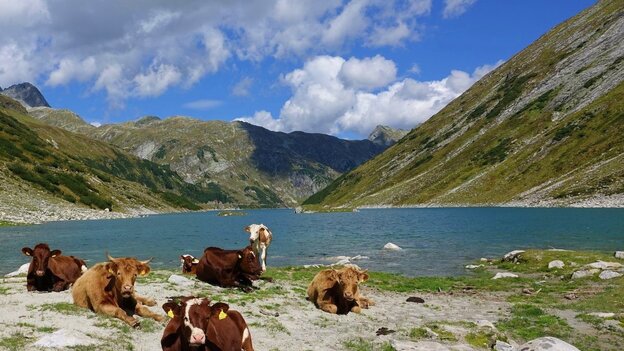 Herd of cows at the Kölnbrein reservoir | © Feistritzer Rudi
