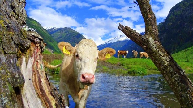 Cow at the Blue Tumpf Pond | © Feistritzer Rudi