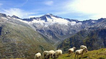 Flock of sheep in the Klein Elend valley | © Feistritzer Rudi
