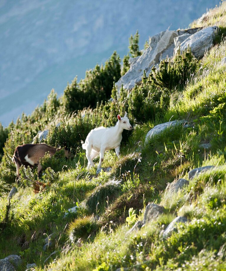 Goats on the mountain pasture | © Verbund Tourismus GmbH